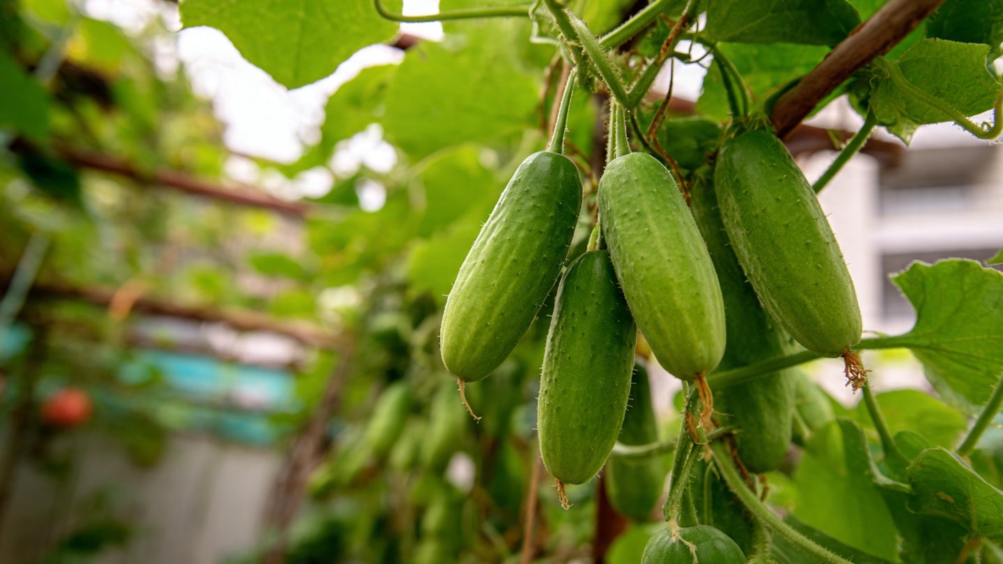 The Ultimate Guide for Growing Sweeter Cucumbers Without Bitter Taste in Your Home Garden
