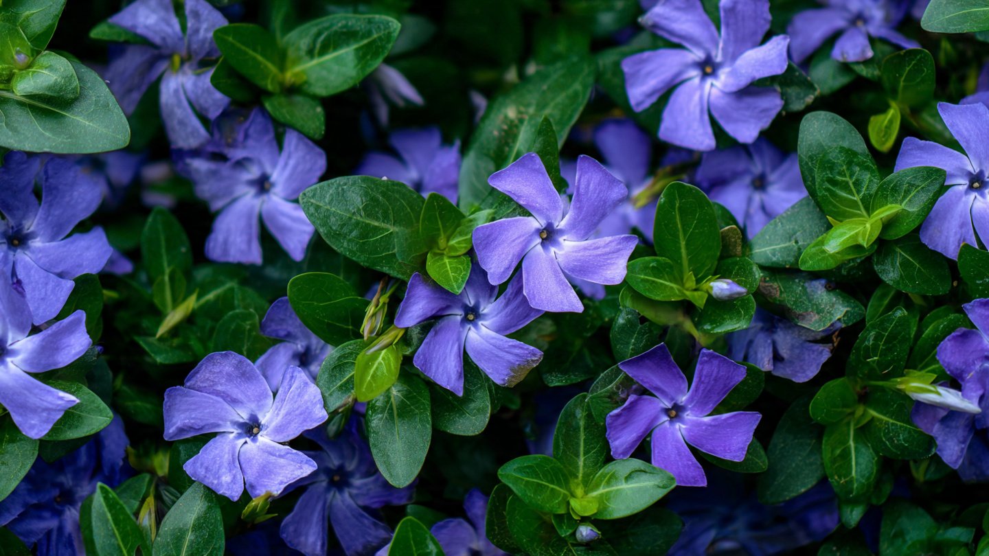 The Ultimate Guide to Growing Periwinkle Ground Cover for a Vibrant Garden