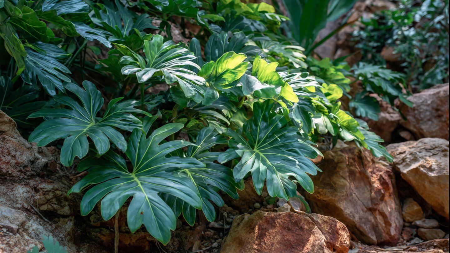 The Ultimate Guide to Growing Split Leaf Philodendron Outdoors for Optimal Growth and Stunning Foliage