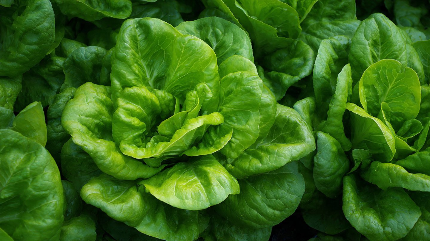 The Ultimate Guide to Successfully Cultivating Butterhead Lettuce in Your Home Garden with Proven Techniques