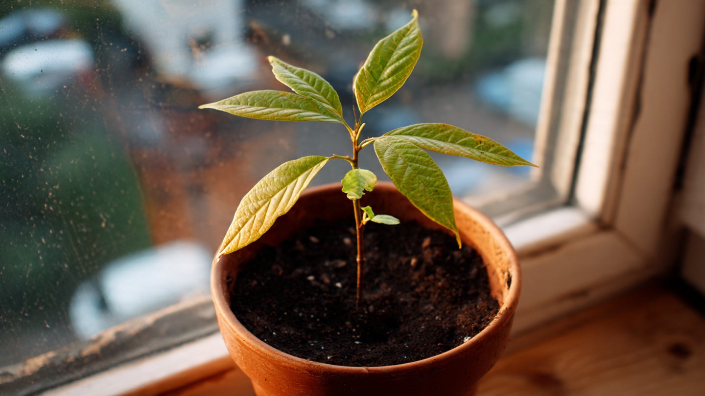 The Ultimate Guide to Successfully Germinating Avocado Seeds Indoors Using Simple Techniques for Beginners