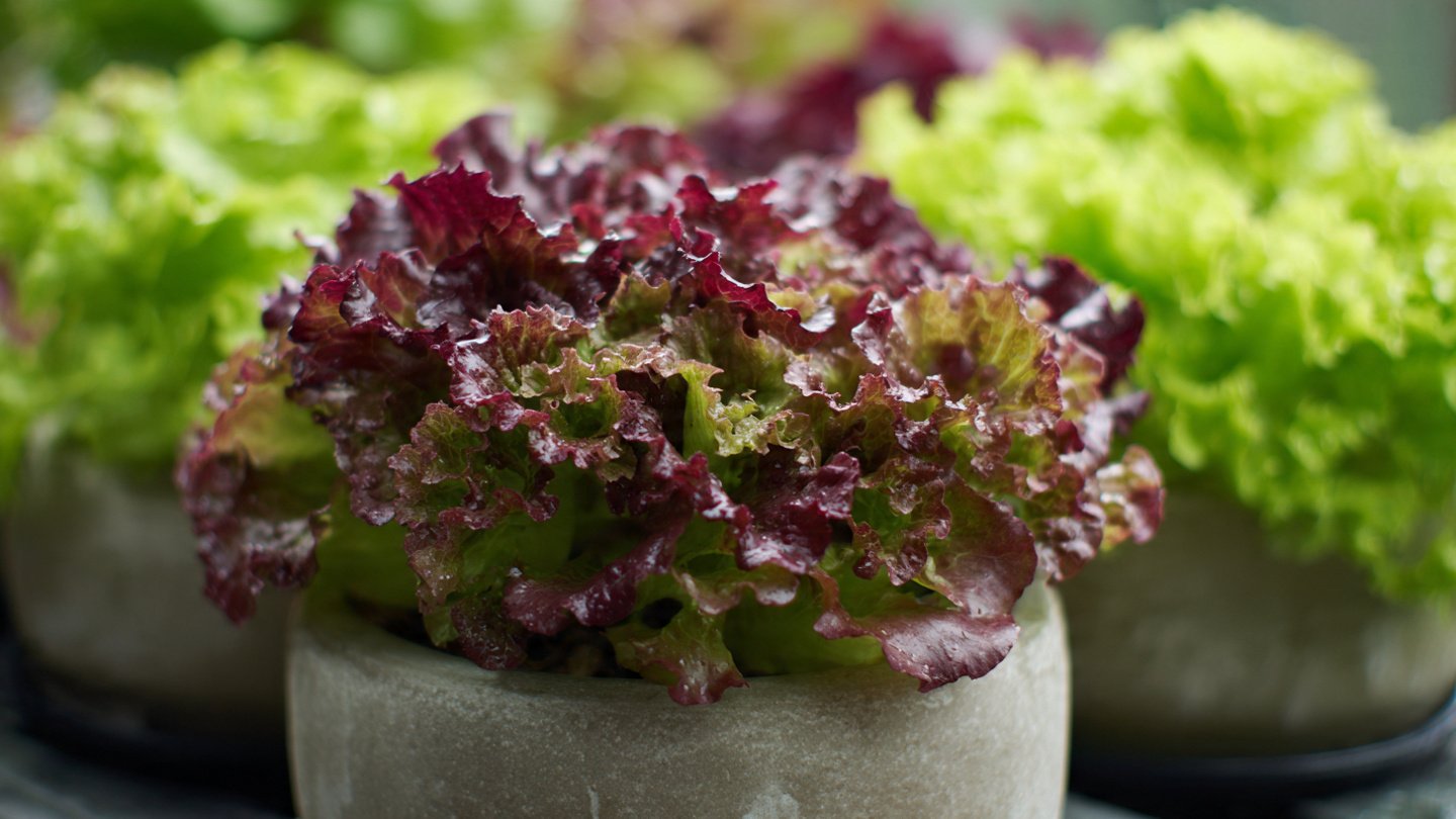 The Ultimate Guide to Successfully Growing Red Leaf Lettuce in Pots for Urban Gardens