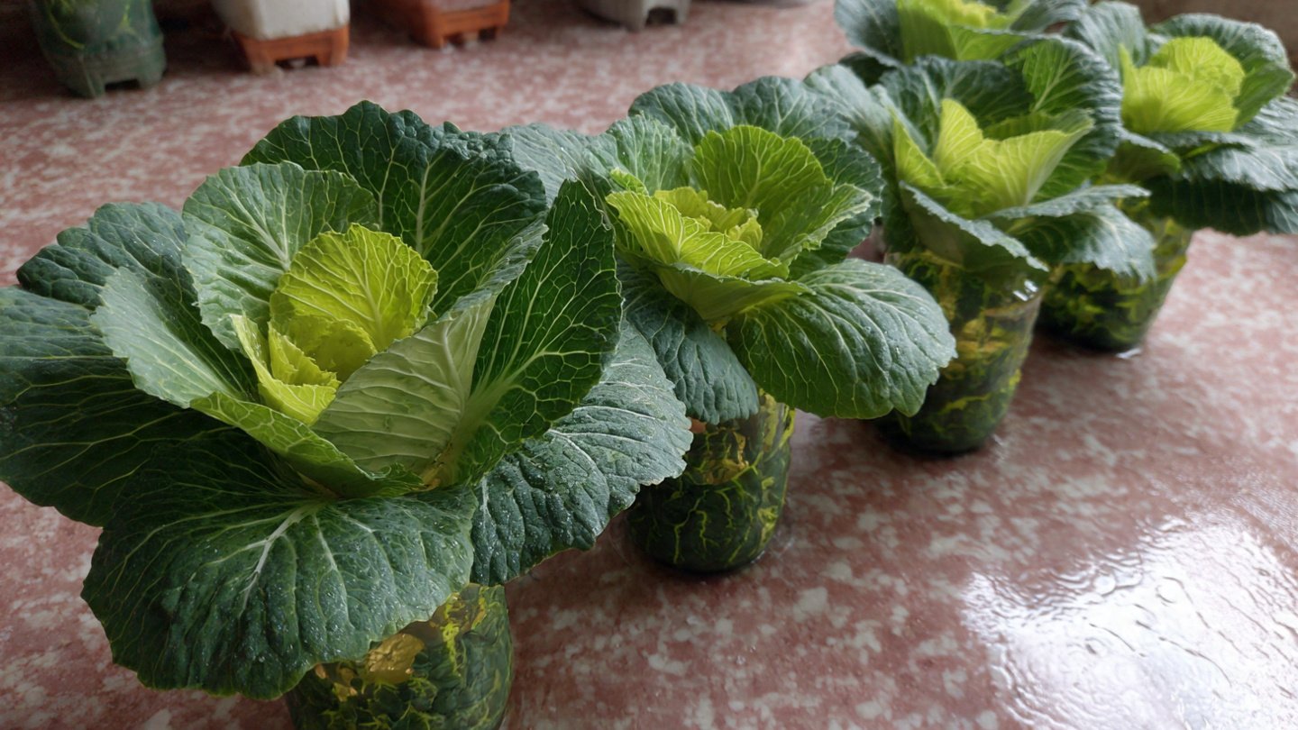This Plastic Bottle Cabbage Growing Method Will Truly Surprise You: How to Grow Healthy, Big Cabbages at Home Using Waste Bottles with Zero Cost and Maximum Yield