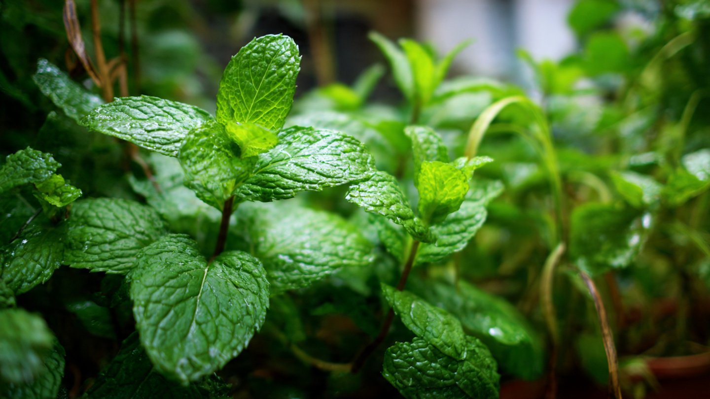 Tips For Growing Mint And Lemongrass For The Quickest Harvest | Fast-Growing Herb Guide