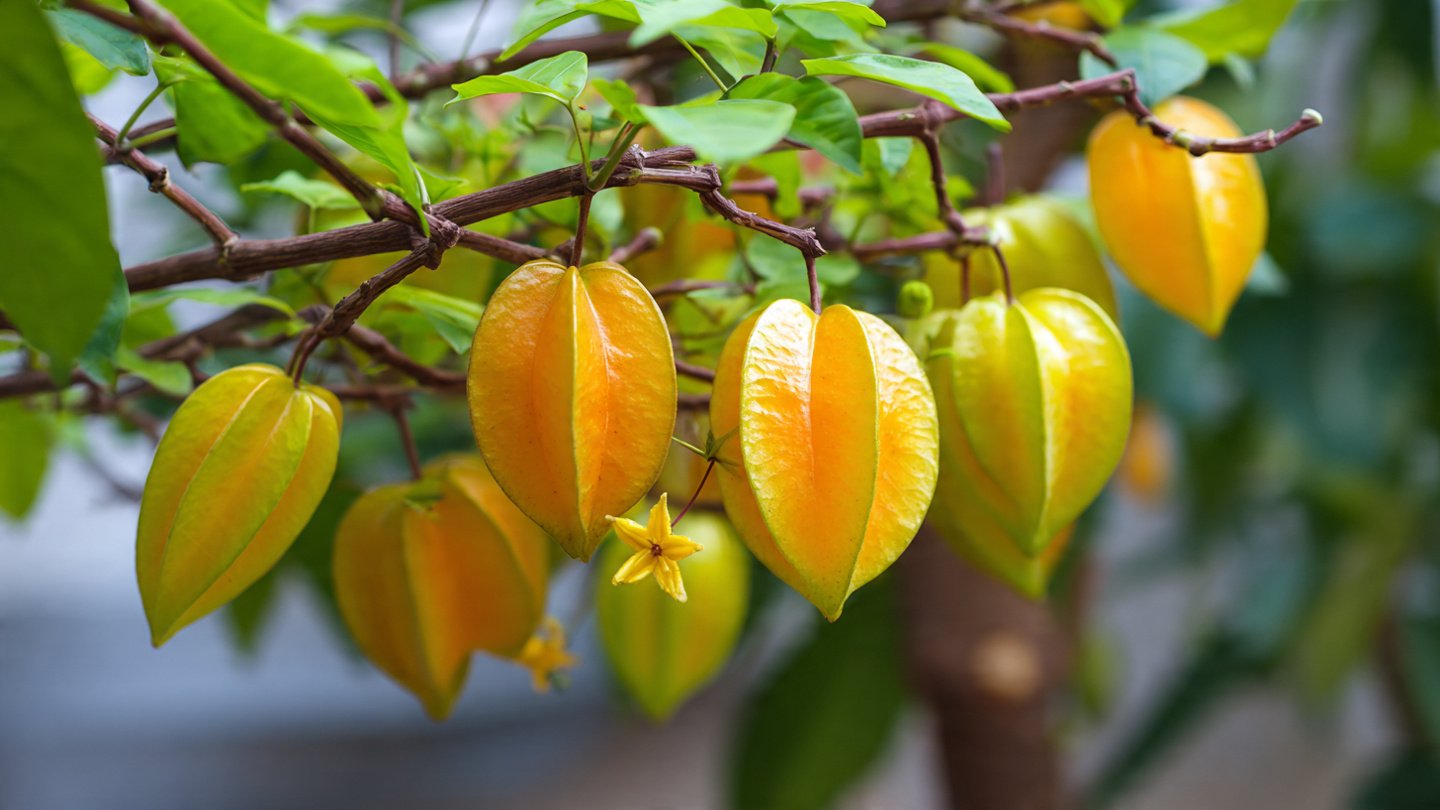Tropical in a Container: How to Grow Star Fruit in a Pot From Seed to Harvest