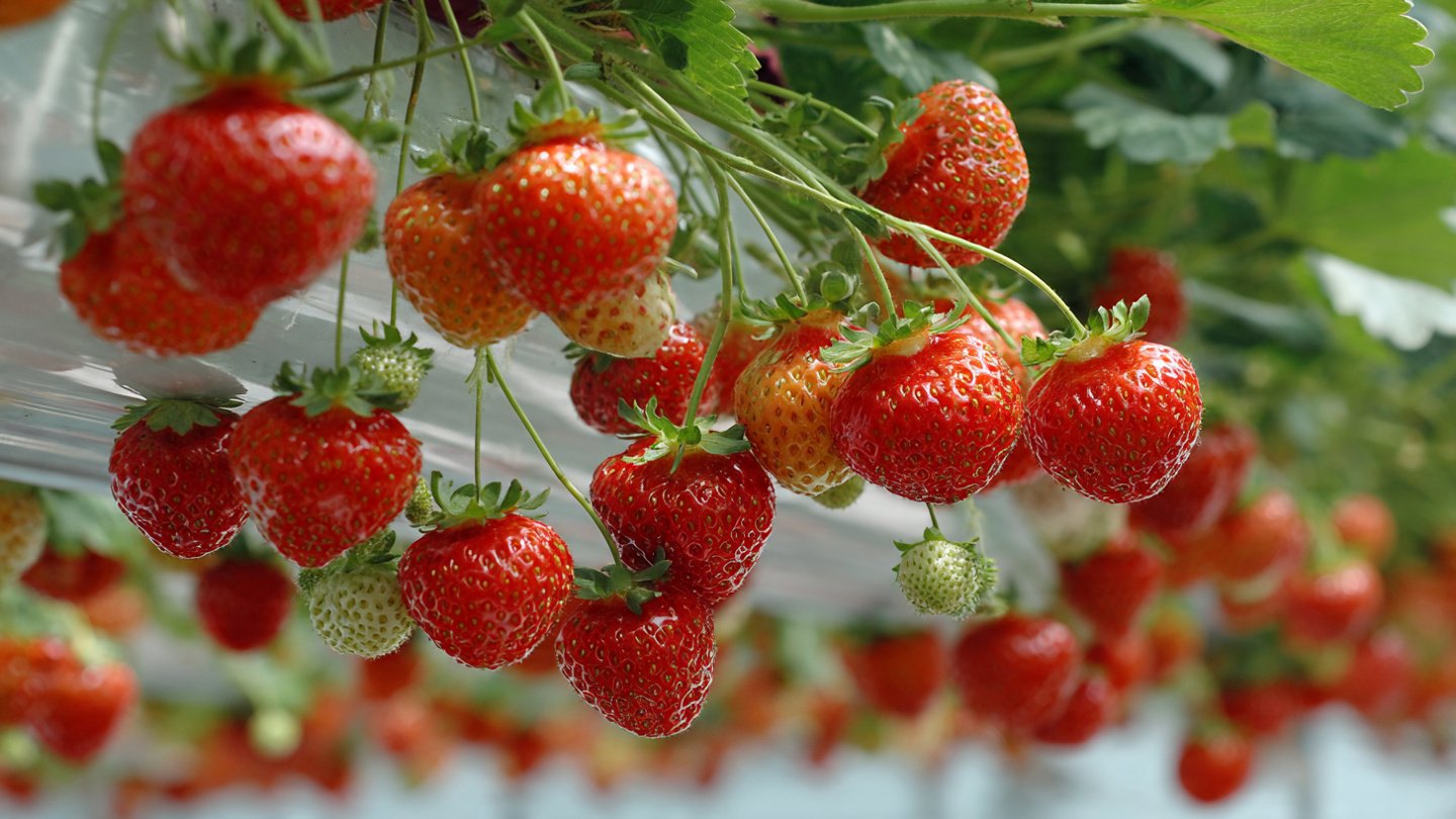 Turn Plastic Bottles Into a Strawberry Factory — The Surprising Method That Produces Sweet, Juicy Harvests!