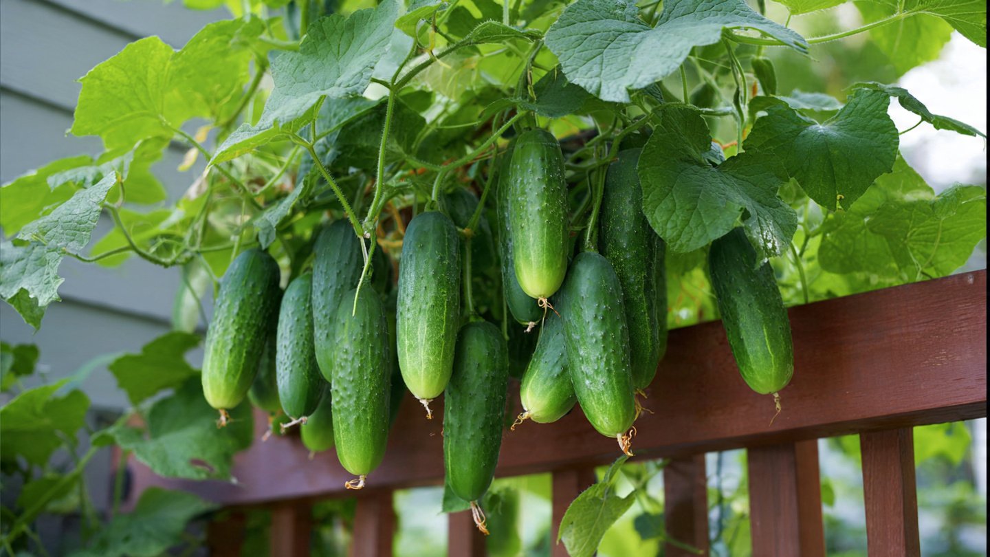 Turn Your Balcony Into a Heavy-Yield Cucumber Garden