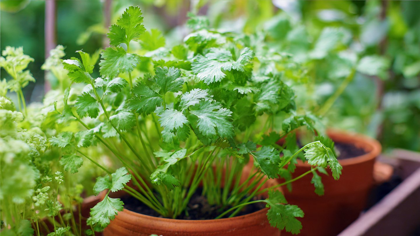 Ultimate Guide to Successfully Growing Coriander in Hot Weather Conditions