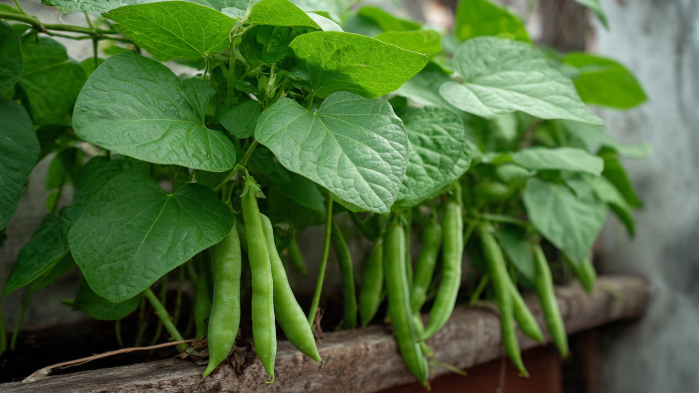 Unbelievable! How to Grow Off-Season Cowpeas at Home, Simple and Effective Guide