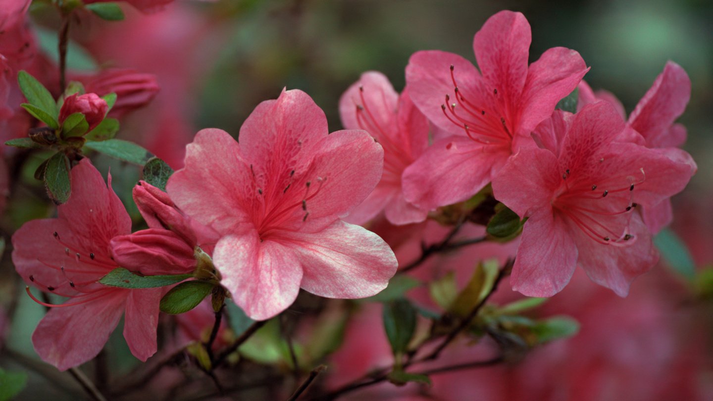 What Causes Azaleas to Shed Their Leaves This Spring?