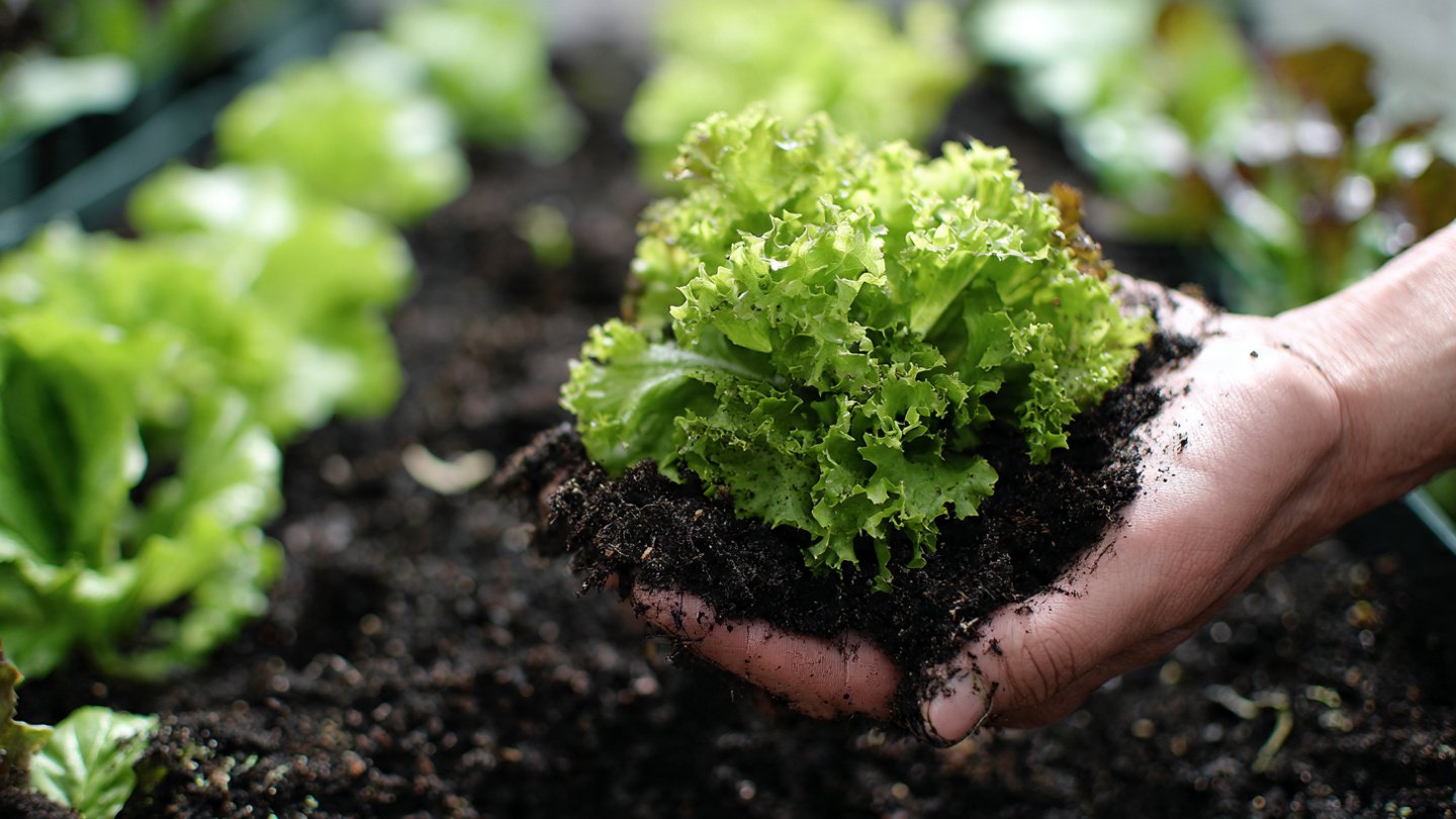 What Happens When You Grow Vegetables in 100 Percent Pure Compost?