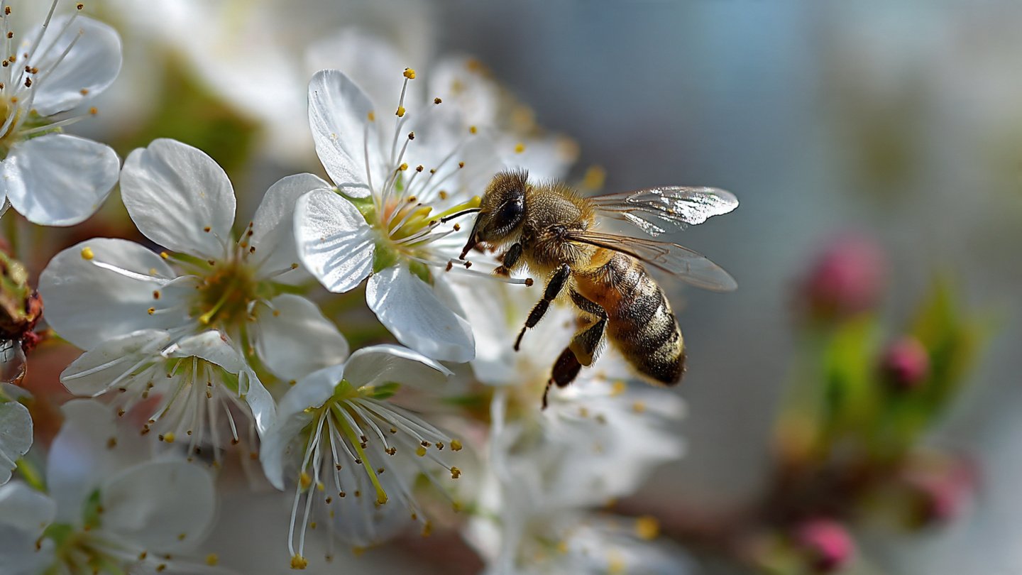 What Secrets Are Behind the Poor Pollination of Your Fruit Trees?