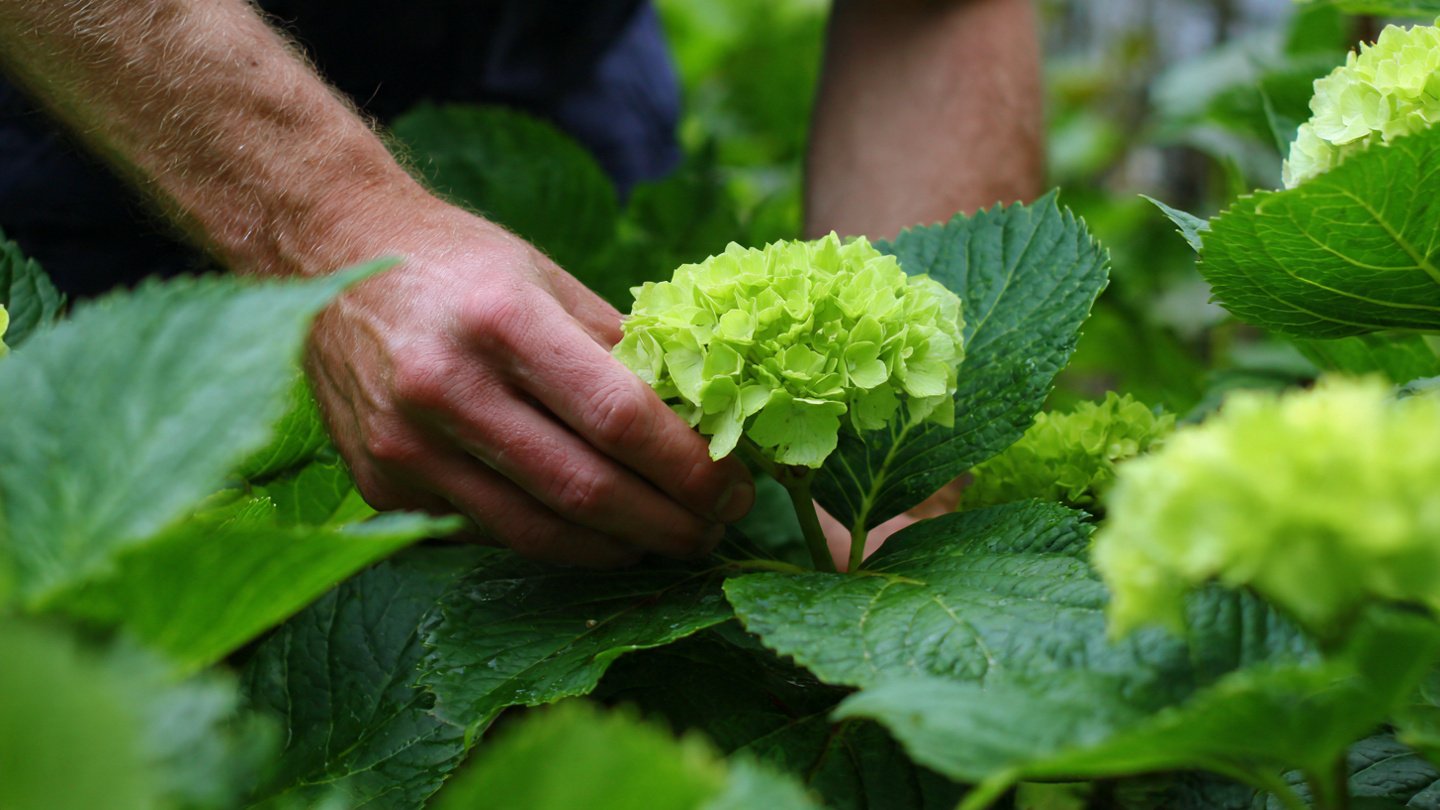 What Techniques Can You Use to Prune Hydrangea Leaves for Bigger Blooms?
