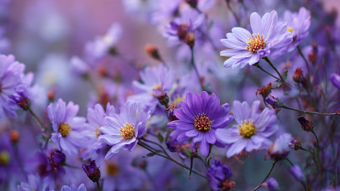 Why Are Your Daisy Leaves Turning Purple This Winter?