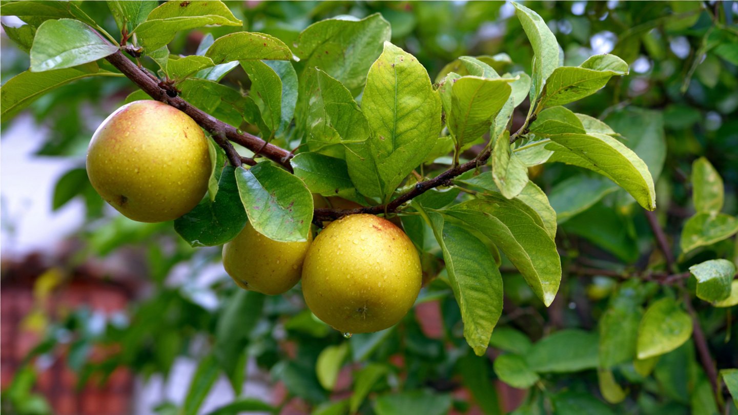 Why Are Your Fruit Trees Leaning and How Can You Brace Them Effectively?