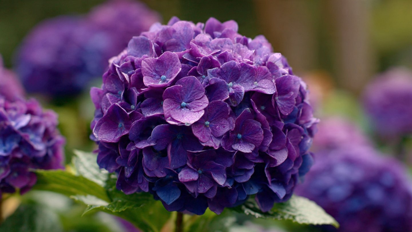Why Are Your Hydrangeas Shrinking Year After Year?