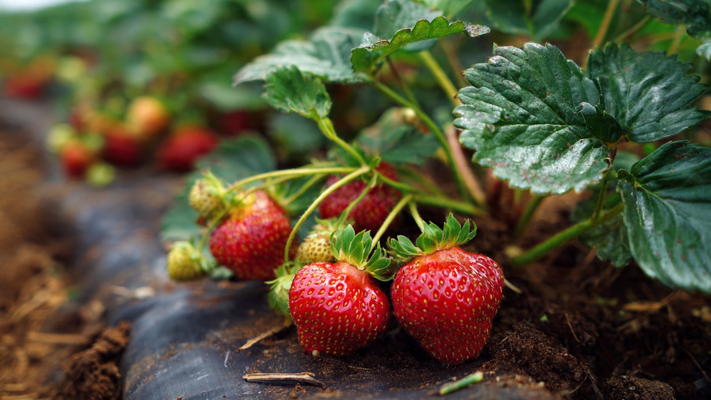 Why Are Your Strawberry Runners Taking Over Your Main Harvest?
