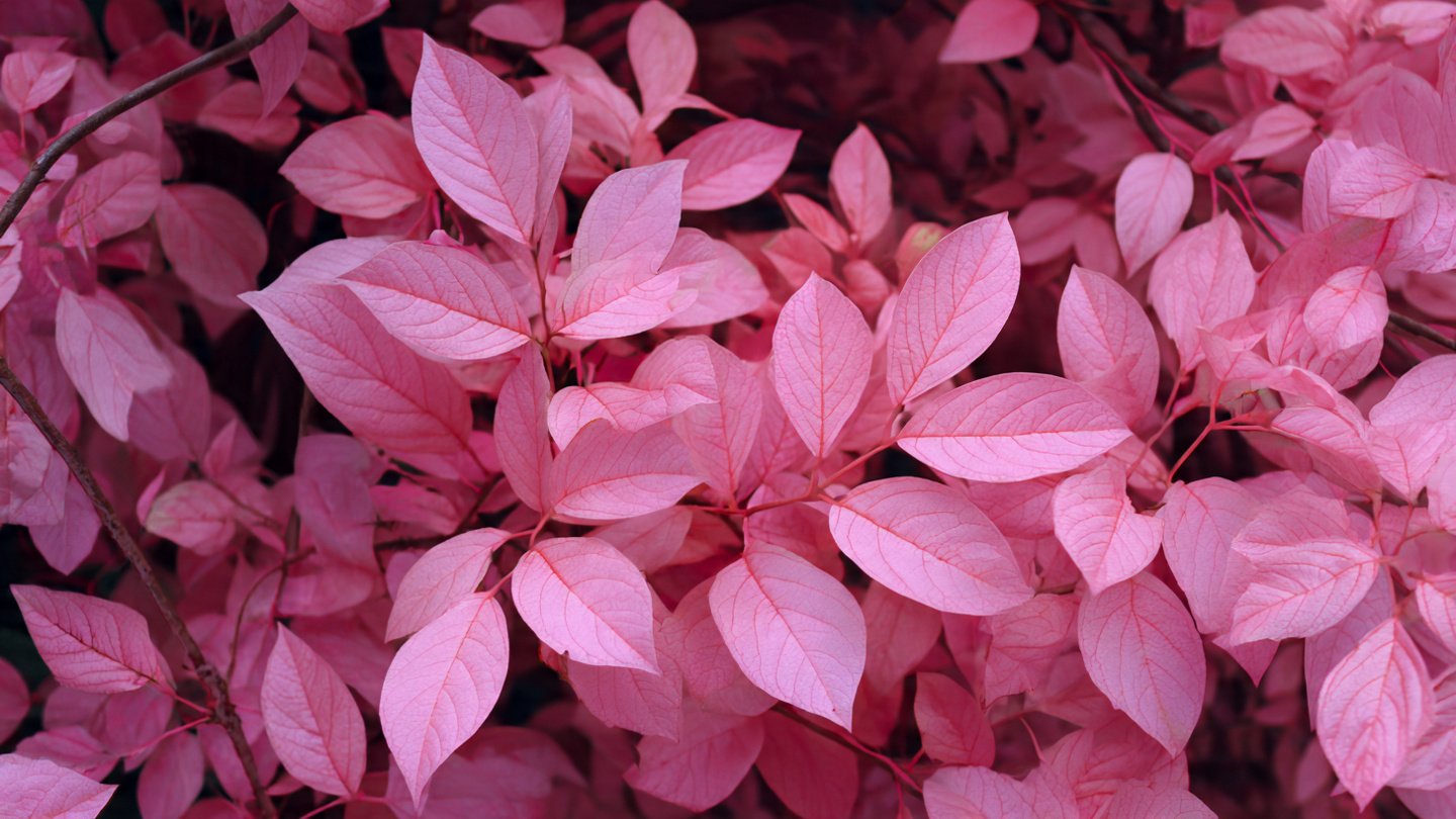 Why Is Pink Foliage Capturing Everyone's Attention on Social Media?