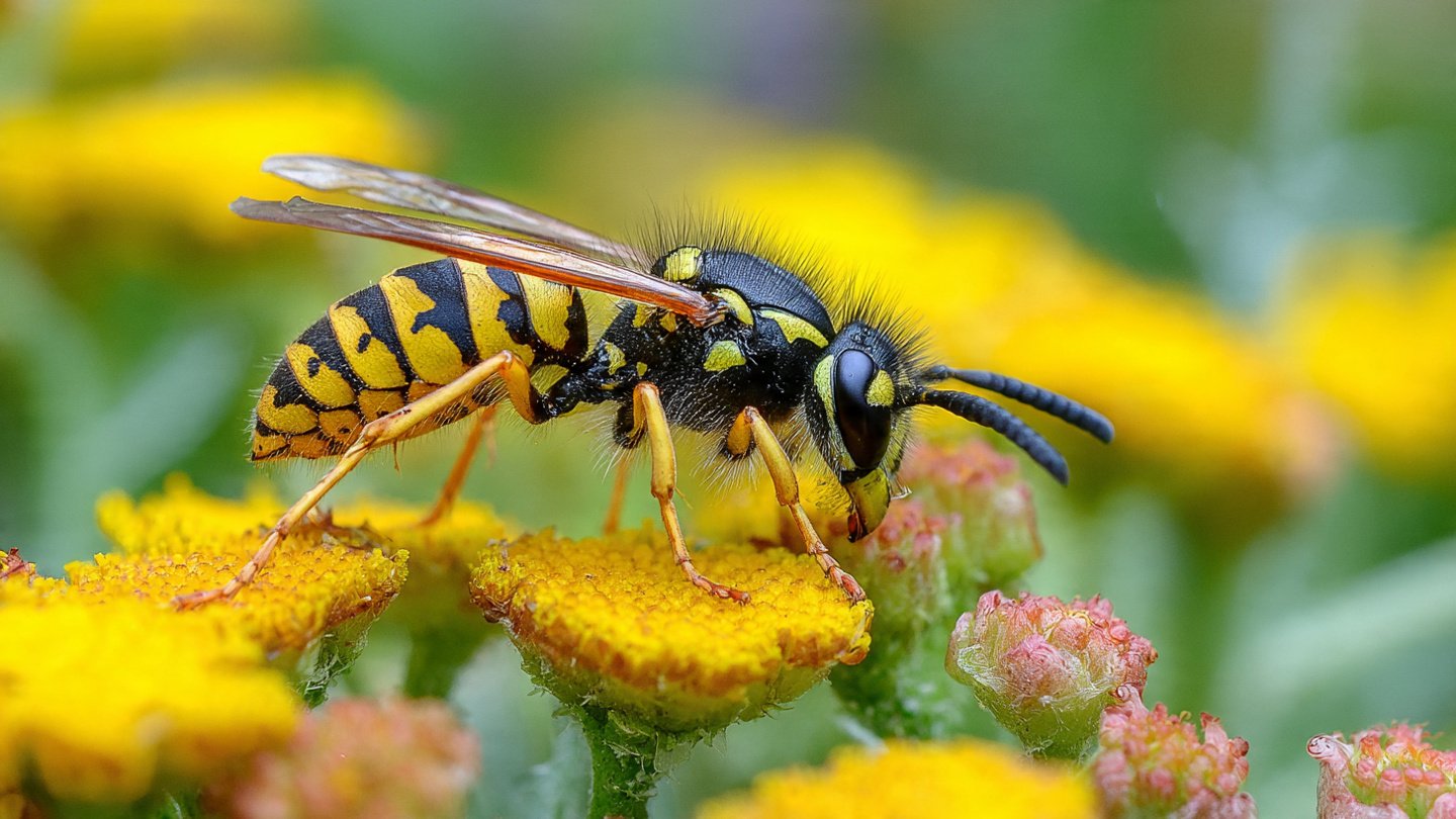 Why Is Your Garden Drawing More Wasps Than Bees and What Benefits Does This Bring?