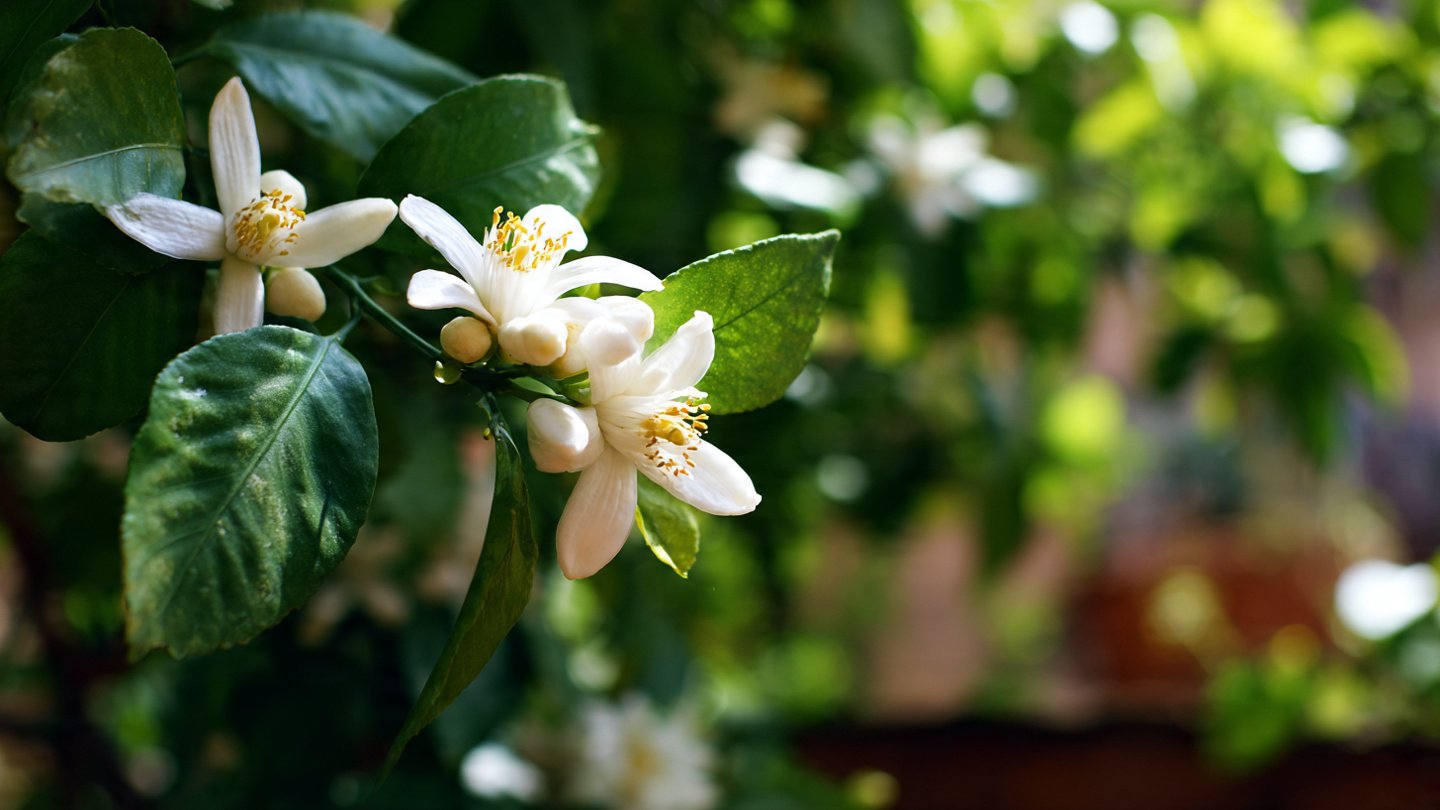 Why is Your Lemon Tree Blooming in the Heart of Winter?