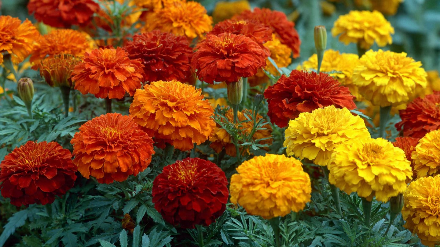 Why Marigolds Are a Must-Have in Every Flower Bed