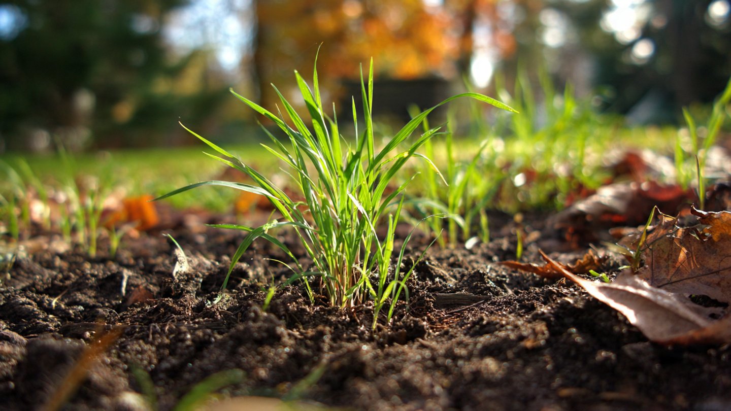 Why Should You Consider Planting Rye Grass in Your Garden This Fall?