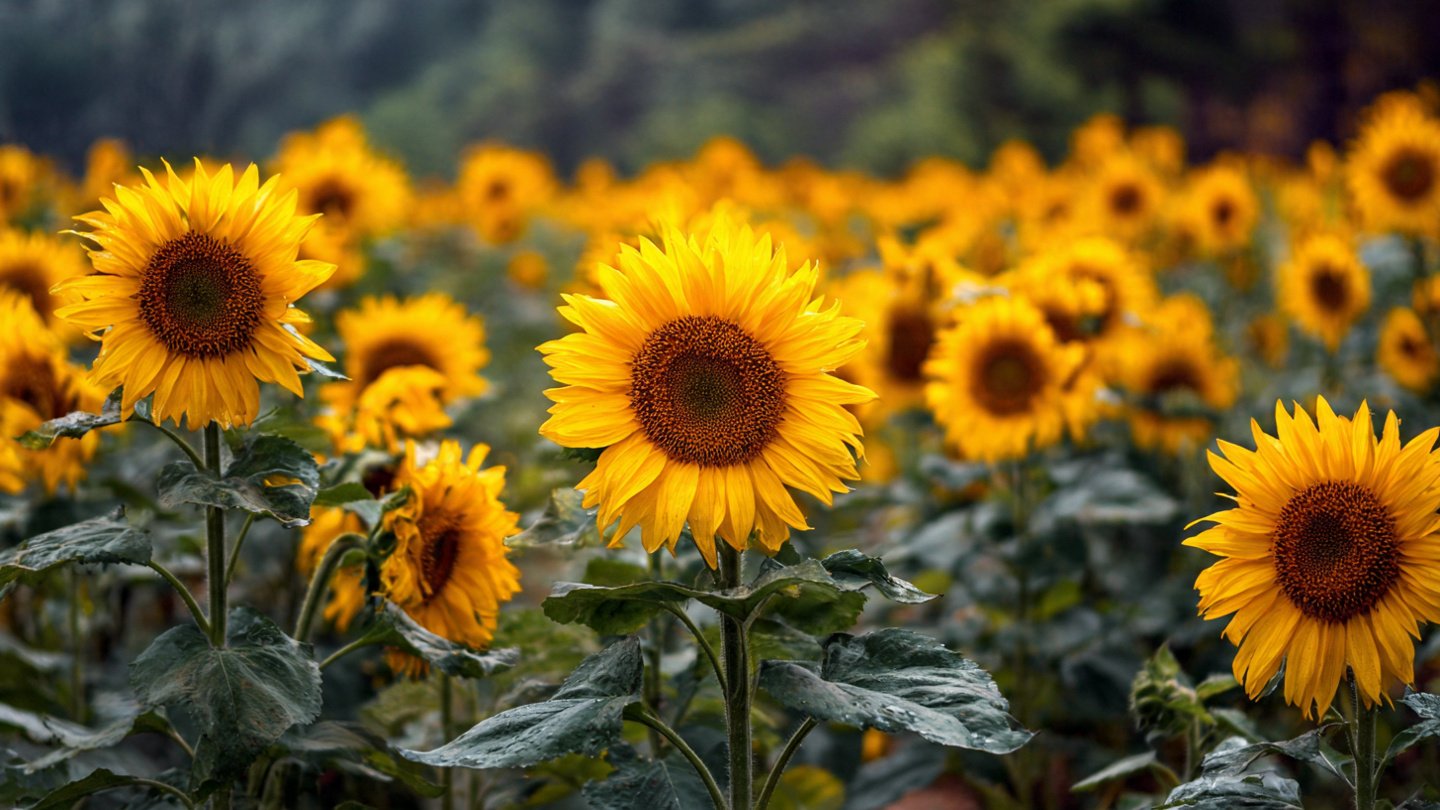 Why Should You Plant Sunflowers Along Your Property Line?