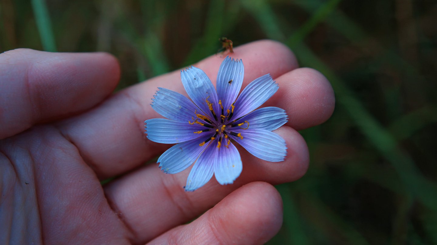 Why You Should Avoid Touching This Beautiful Common Wildflower